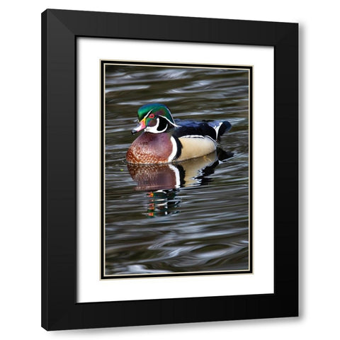 USA- Washington State- Sammamish. Yellow Lake with male drake wood duck Black Modern Wood Framed Art Print with Double Matting by Gulin, Darrell