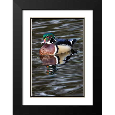 USA- Washington State- Sammamish. Yellow Lake with male drake wood duck Black Modern Wood Framed Art Print with Double Matting by Gulin, Darrell