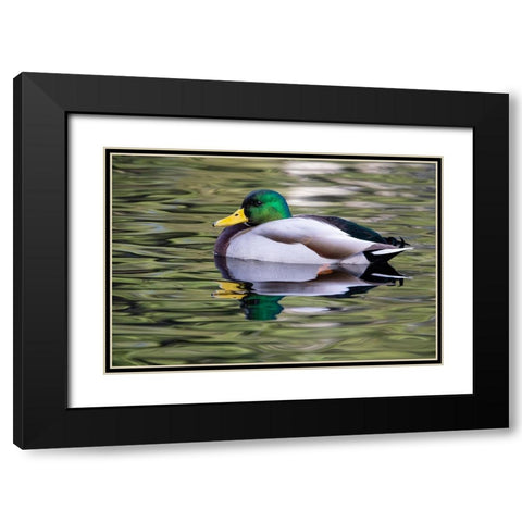 USA- Washington State- Sammamish. Yellow Lake with male drake mallard duck. Black Modern Wood Framed Art Print with Double Matting by Gulin, Darrell