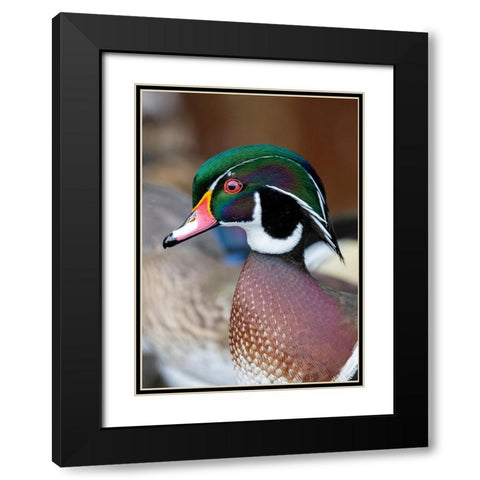 USA- Washington State- Sammamish. Yellow Lake with male drake wood duck Black Modern Wood Framed Art Print with Double Matting by Gulin, Darrell