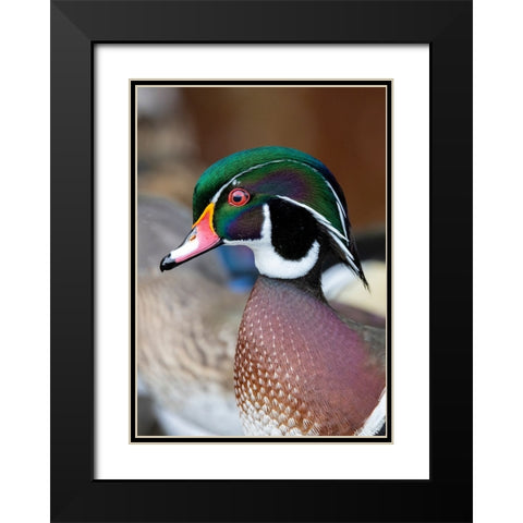 USA- Washington State- Sammamish. Yellow Lake with male drake wood duck Black Modern Wood Framed Art Print with Double Matting by Gulin, Darrell