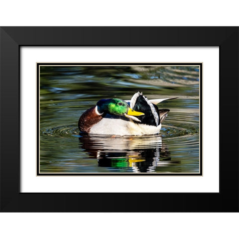 USA- Washington State- Sammamish. preening Mallard Drake duck Yellow lake Black Modern Wood Framed Art Print with Double Matting by Gulin, Darrell