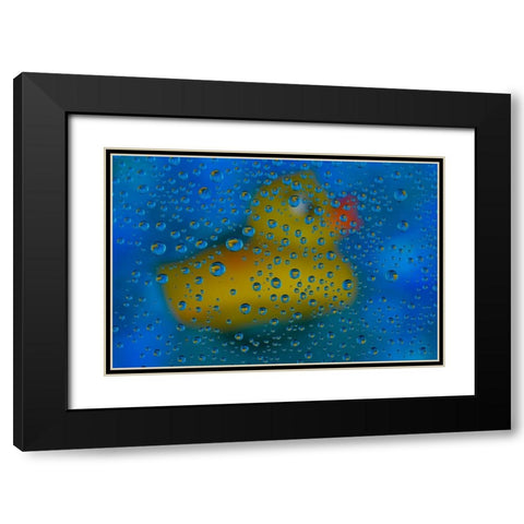 USA- Washington State- Sammamish. Yellow rubber duck in reflections in dew drops Black Modern Wood Framed Art Print with Double Matting by Gulin, Darrell