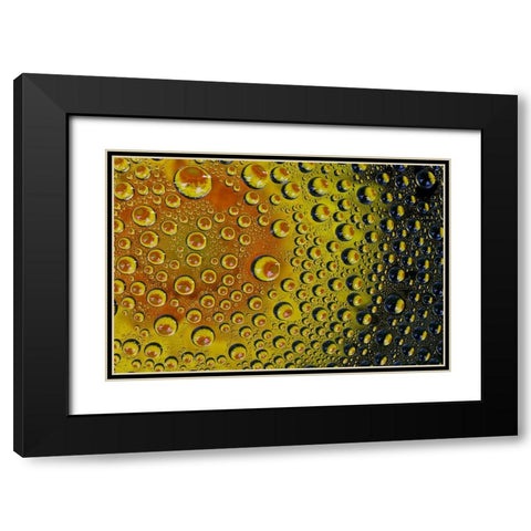 USA- Washington State- Sammamish. Yellow Daisy reflections in dew drops Black Modern Wood Framed Art Print with Double Matting by Gulin, Darrell