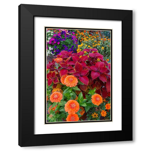 USA- Washington State- Sammamish. Garden with summer annual flowers- with zinnias and coleus- Black Modern Wood Framed Art Print with Double Matting by Gulin, Darrell