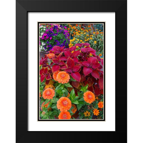 USA- Washington State- Sammamish. Garden with summer annual flowers- with zinnias and coleus- Black Modern Wood Framed Art Print with Double Matting by Gulin, Darrell