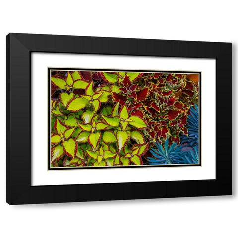 USA- Washington State- Sammamish. Garden with summer annual flowers Coleus Black Modern Wood Framed Art Print with Double Matting by Gulin, Darrell
