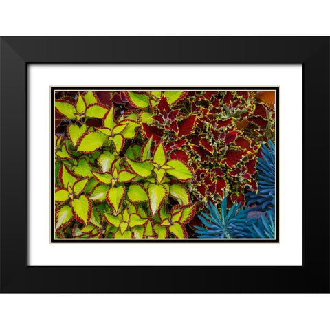USA- Washington State- Sammamish. Garden with summer annual flowers Coleus Black Modern Wood Framed Art Print with Double Matting by Gulin, Darrell