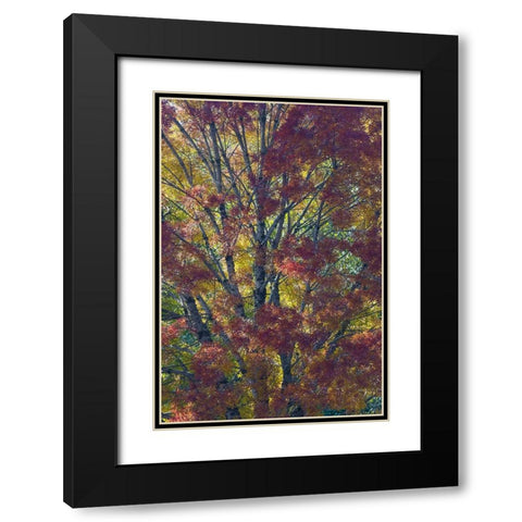 USA- Washington State. Near Preston fall colored tree in bronze tones Black Modern Wood Framed Art Print with Double Matting by Gulin, Darrell
