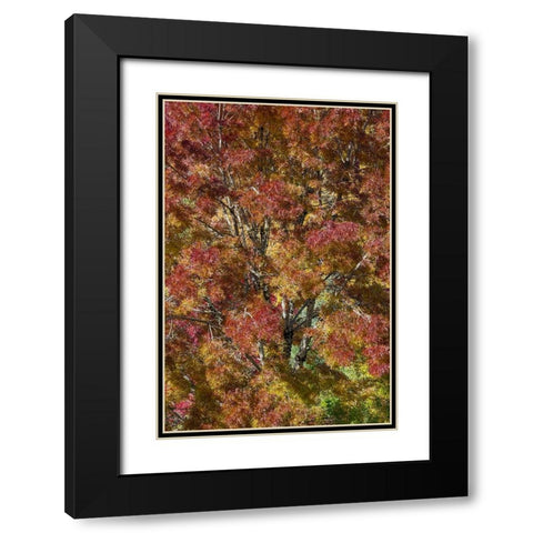 USA- Washington State. Near Preston fall colored tree in bronze tones Black Modern Wood Framed Art Print with Double Matting by Gulin, Darrell