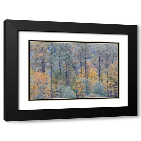 USA- Washington State. Near Preston fall colored trees Black Modern Wood Framed Art Print with Double Matting by Gulin, Darrell