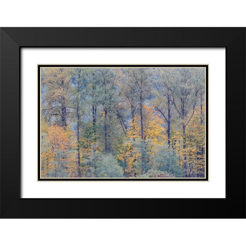 USA- Washington State. Near Preston fall colored trees Black Modern Wood Framed Art Print with Double Matting by Gulin, Darrell