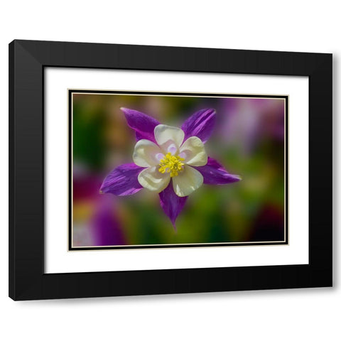 USA- Washington State- Sammamish. Garden with colorful columbine flower Black Modern Wood Framed Art Print with Double Matting by Gulin, Darrell