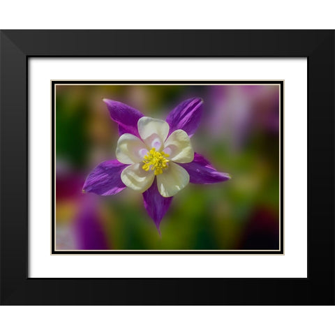 USA- Washington State- Sammamish. Garden with colorful columbine flower Black Modern Wood Framed Art Print with Double Matting by Gulin, Darrell