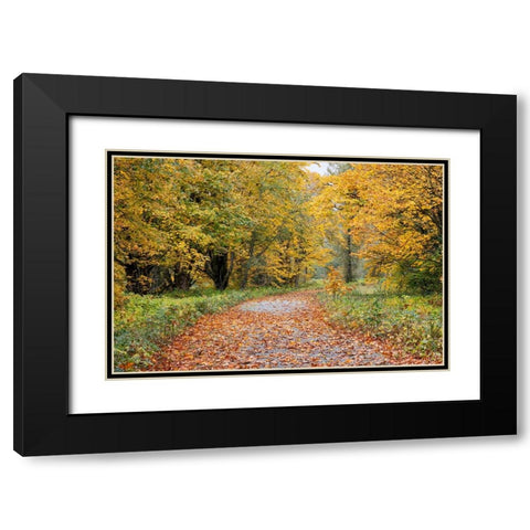 USA- Washington State. Big Leaf Maple trees in autumn colors near Darrington Black Modern Wood Framed Art Print with Double Matting by Gulin, Darrell