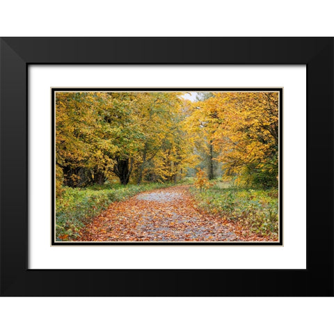 USA- Washington State. Big Leaf Maple trees in autumn colors near Darrington Black Modern Wood Framed Art Print with Double Matting by Gulin, Darrell