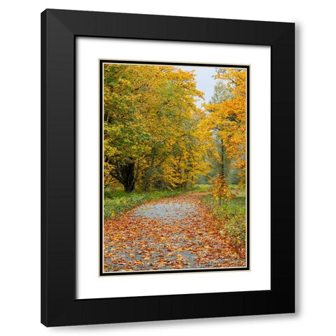 USA- Washington State. Big Leaf Maple trees in autumn colors near Darrington Black Modern Wood Framed Art Print with Double Matting by Gulin, Darrell