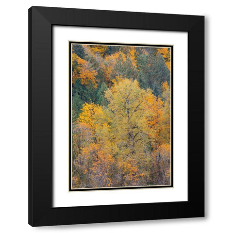 USA- Washington State. Big Leaf Maple trees in autumn colors near Darrington off of Highway 530 Black Modern Wood Framed Art Print with Double Matting by Gulin, Darrell