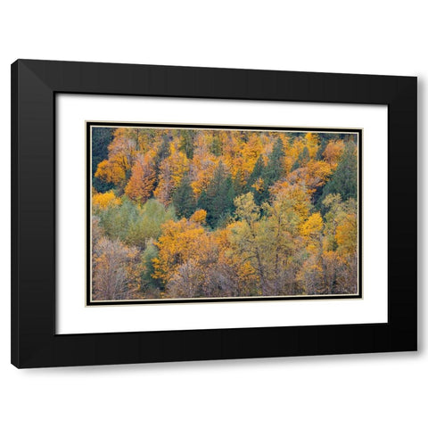 USA- Washington State. Big Leaf Maple trees in autumn colors near Darrington off of Highway 530 Black Modern Wood Framed Art Print with Double Matting by Gulin, Darrell