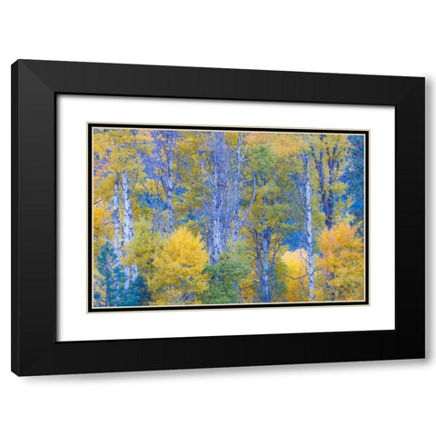 USA- Washington State. Aspens in fall color near Winthrop Black Modern Wood Framed Art Print with Double Matting by Gulin, Darrell