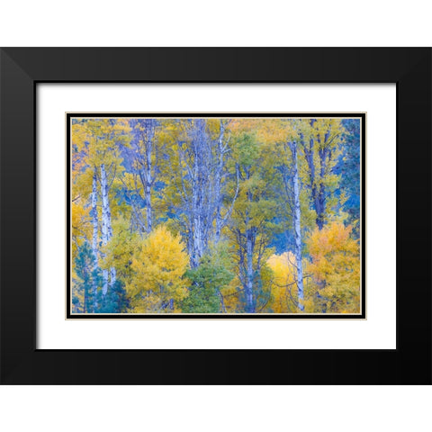USA- Washington State. Aspens in fall color near Winthrop Black Modern Wood Framed Art Print with Double Matting by Gulin, Darrell