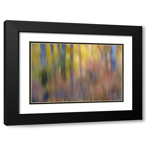 USA- Washington State. Cottonwoods in fall color near Winthrop Black Modern Wood Framed Art Print with Double Matting by Gulin, Darrell