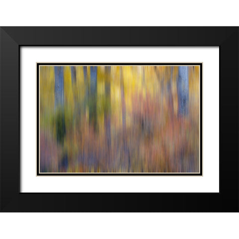 USA- Washington State. Cottonwoods in fall color near Winthrop Black Modern Wood Framed Art Print with Double Matting by Gulin, Darrell