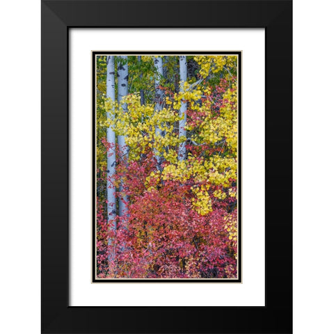 USA- Washington State. Aspens and wild dogwood in fall color near Winthrop Black Modern Wood Framed Art Print with Double Matting by Gulin, Darrell