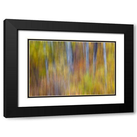 USA- Washington State. Cottonwoods in fall color near Winthrop Black Modern Wood Framed Art Print with Double Matting by Gulin, Darrell