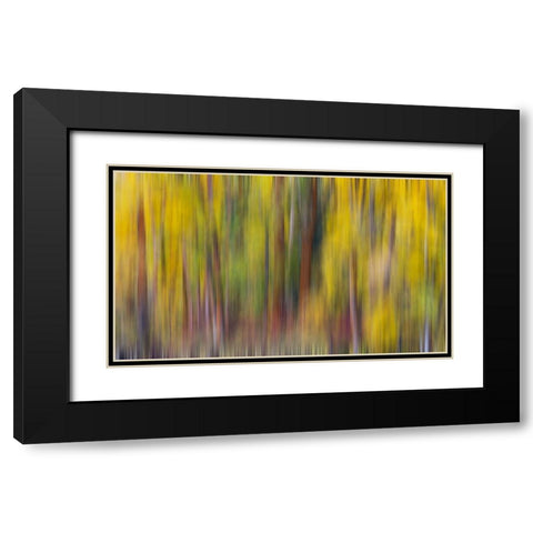 USA- Washington State- Cle Elum. Cottonwoods in autumn along the Yakima River Black Modern Wood Framed Art Print with Double Matting by Gulin, Darrell