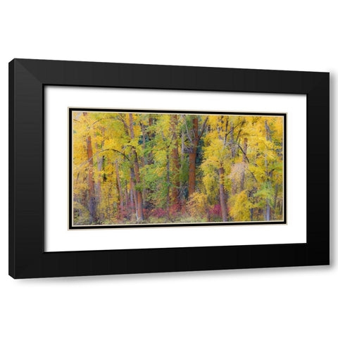 USA- Washington State- Cle Elum. Cottonwoods in autumn along the Yakima River Black Modern Wood Framed Art Print with Double Matting by Gulin, Darrell