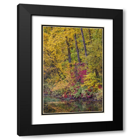 USA- Washington State- small pond near Easton surrounded by fall colored trees Black Modern Wood Framed Art Print with Double Matting by Gulin, Darrell