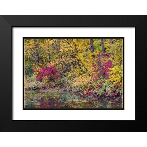 USA- Washington State- small pond near Easton surrounded by fall colored trees Black Modern Wood Framed Art Print with Double Matting by Gulin, Darrell