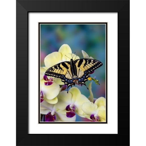 USA- Washington State- Sammamish. Eastern tiger swallowtail butterfly on Orchid Black Modern Wood Framed Art Print with Double Matting by Gulin, Darrell