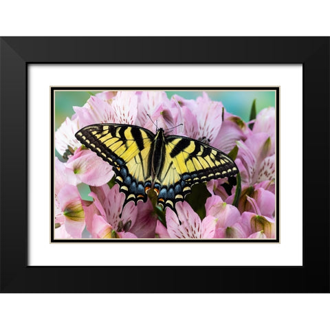 USA- Washington State- Sammamish. Eastern tiger swallowtail butterfly on Peruvian lily Black Modern Wood Framed Art Print with Double Matting by Gulin, Darrell