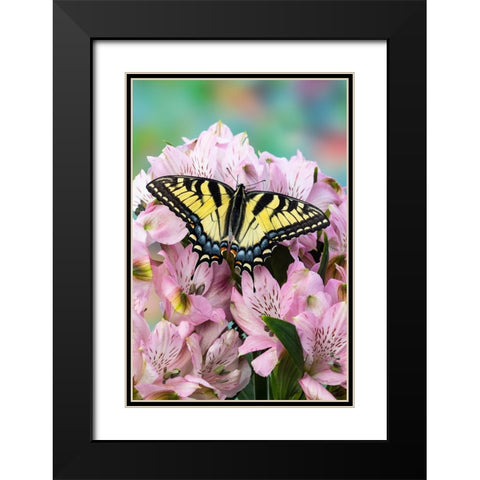 USA- Washington State- Sammamish. Eastern tiger swallowtail butterfly on Peruvian lily Black Modern Wood Framed Art Print with Double Matting by Gulin, Darrell