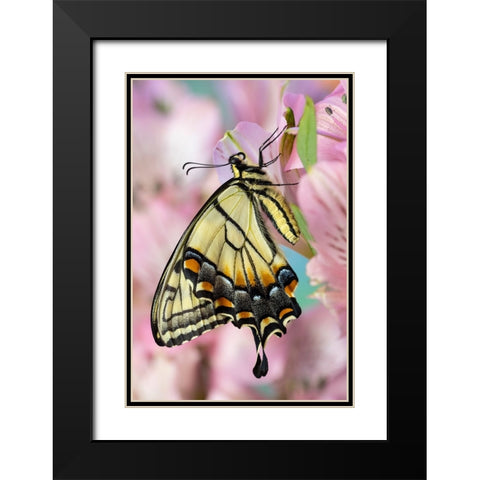 USA- Washington State- Sammamish. Eastern tiger swallowtail butterfly on Peruvian lily Black Modern Wood Framed Art Print with Double Matting by Gulin, Darrell