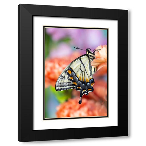 USA- Washington State- Sammamish. Eastern tiger swallowtail butterfly resting on orange carnation Black Modern Wood Framed Art Print with Double Matting by Gulin, Darrell