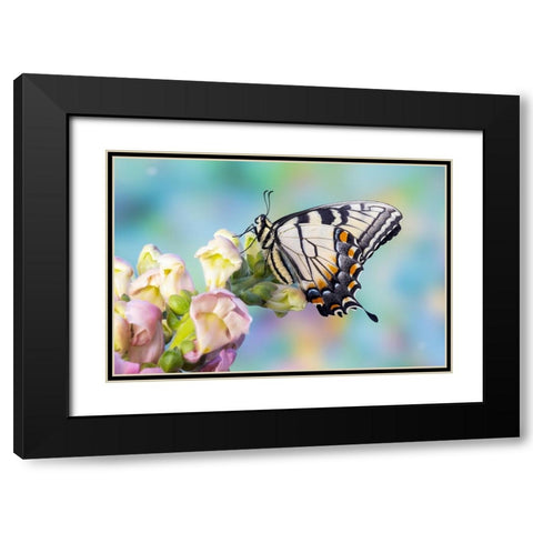 USA- Washington State- Sammamish. Eastern tiger swallowtail butterfly on Snapdragon Black Modern Wood Framed Art Print with Double Matting by Gulin, Darrell
