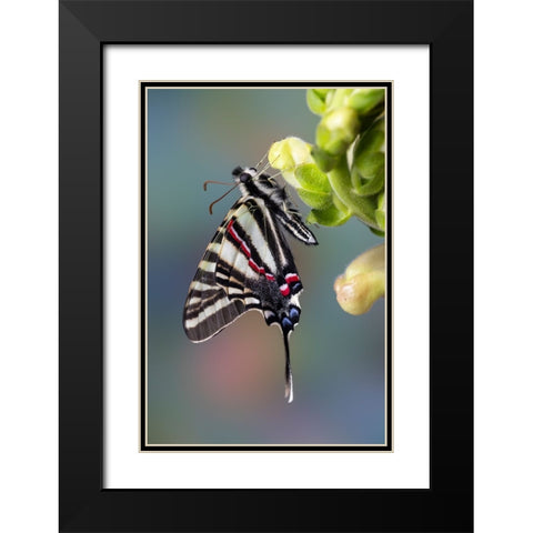 USA- Washington State- Sammamish. Zebra swallowtail butterfly on Snapdragon Black Modern Wood Framed Art Print with Double Matting by Gulin, Darrell