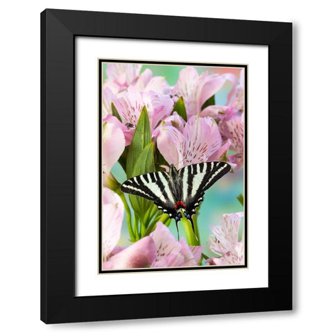 USA- Washington State- Sammamish. Zebra swallowtail butterfly on pink Peruvian lily Black Modern Wood Framed Art Print with Double Matting by Gulin, Darrell