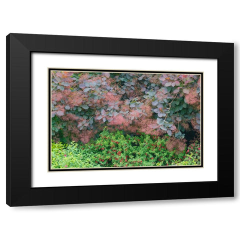 USA- Washington State. Bellevue Botanical garden smoke bush and fuchsia in bloom Black Modern Wood Framed Art Print with Double Matting by Gulin, Darrell