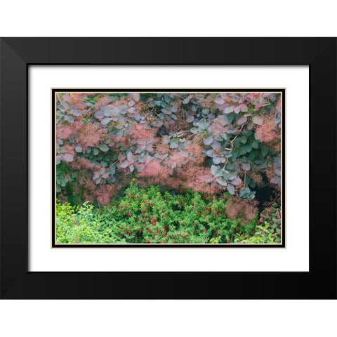 USA- Washington State. Bellevue Botanical garden smoke bush and fuchsia in bloom Black Modern Wood Framed Art Print with Double Matting by Gulin, Darrell