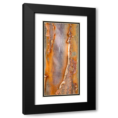 USA- Washington State. Bellevue Botanical garden and tree bark Black Modern Wood Framed Art Print with Double Matting by Gulin, Darrell