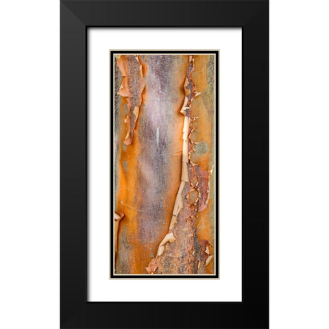 USA- Washington State. Bellevue Botanical garden and tree bark Black Modern Wood Framed Art Print with Double Matting by Gulin, Darrell
