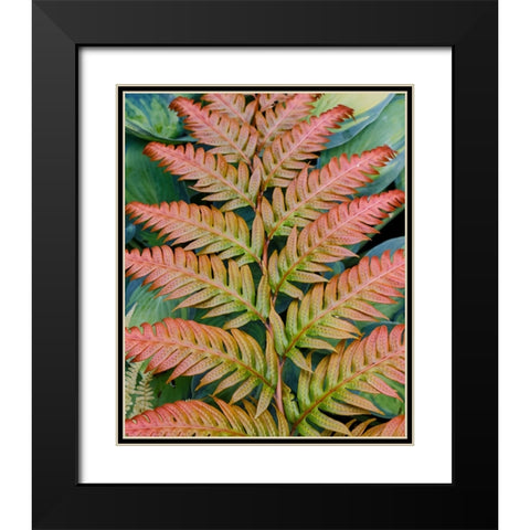 USA- Washington State. Bellevue Botanical garden Black Modern Wood Framed Art Print with Double Matting by Gulin, Darrell