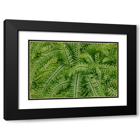 USA- Washington State. Bellevue Botanical garden Black Modern Wood Framed Art Print with Double Matting by Gulin, Darrell