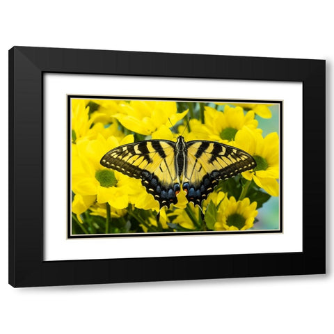 USA- Washington State- Sammamish. Eastern tiger swallowtail butterfly Black Modern Wood Framed Art Print with Double Matting by Gulin, Darrell