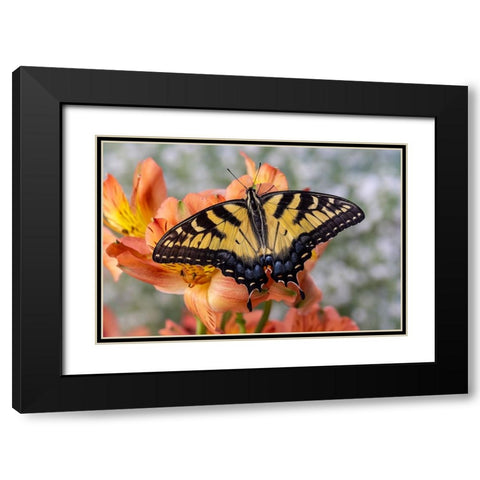 USA- Washington State- Sammamish. Eastern tiger swallowtail butterfly Black Modern Wood Framed Art Print with Double Matting by Gulin, Darrell