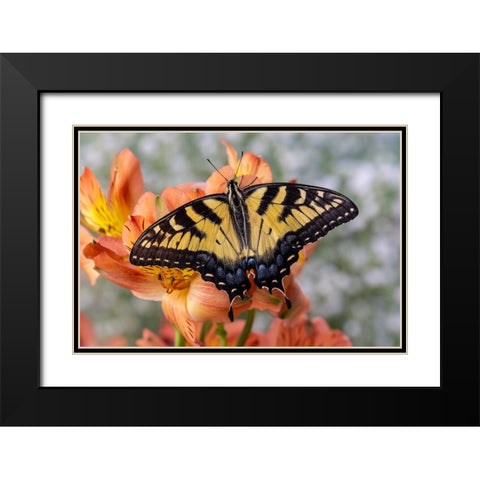 USA- Washington State- Sammamish. Eastern tiger swallowtail butterfly Black Modern Wood Framed Art Print with Double Matting by Gulin, Darrell